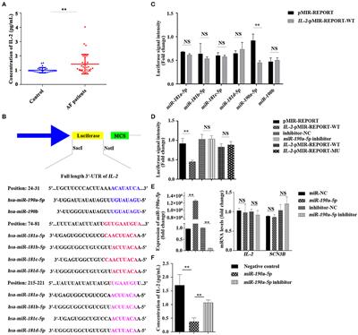 miR-190a-5p Partially Represses the Abnormal Electrical Activity of SCN3B in Cardiac Arrhythmias by Downregulation of IL-2